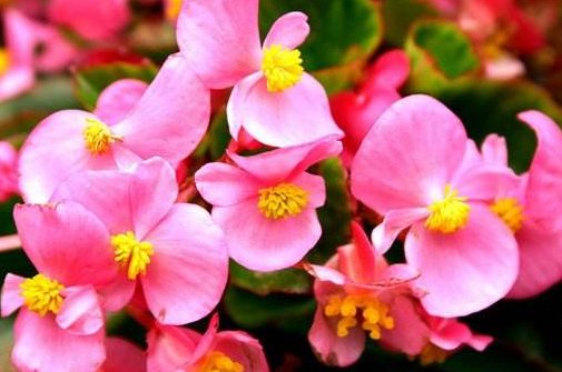  「花开」这5款花卉，不仅花期长又耐旱，花开就满盆，年年复花，盆栽佳品