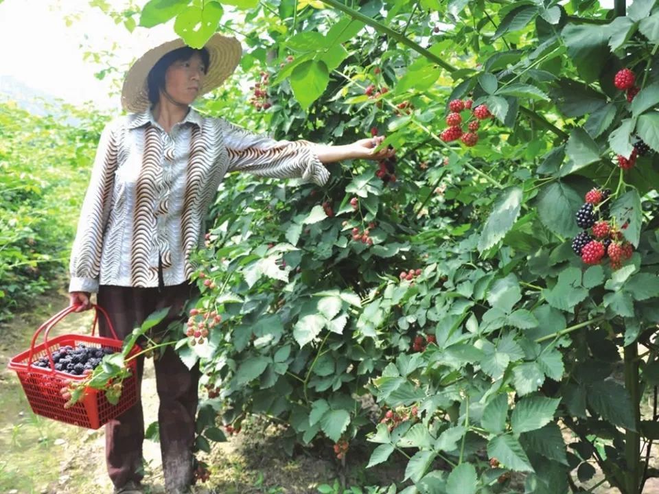  不少|种植一次收益20年，几年前卖到80元一斤，农民种了却亏钱，