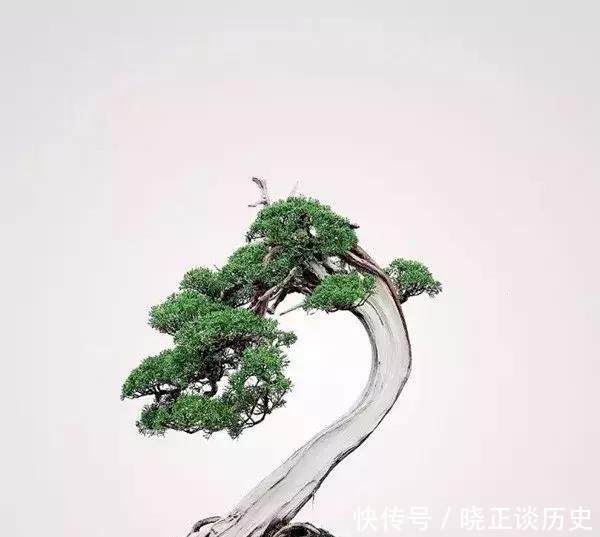  #值钱#这3种盆景可以养成传家宝，再穷也要养，越老越值钱！