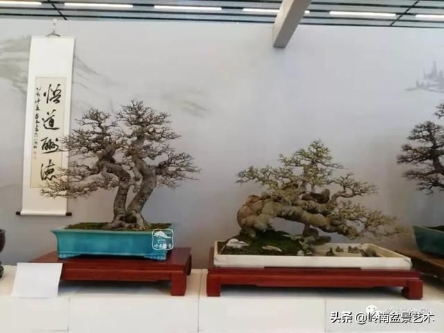  「作品」有年功的盆景，品相好，价值高！