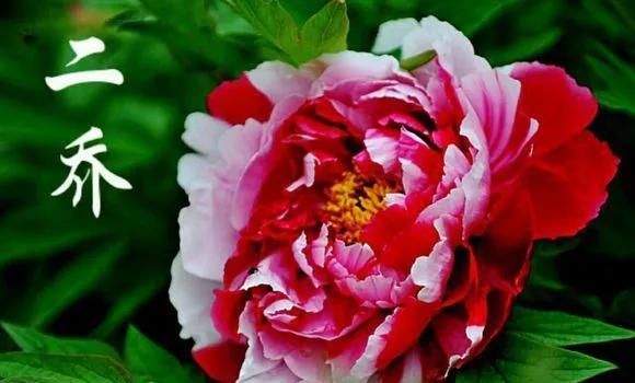 『牡丹』芍药和牡丹的区别图,看懂图就能轻松区分出来!