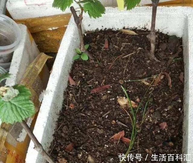  扦插@阳台如何种葡萄？记住4点，果子数量多，一串串挂满了，好吃好看