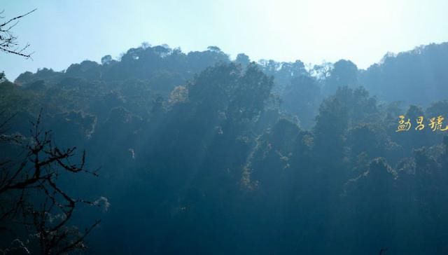 勐宋也有大小之分，哪个普洱茶口感更好？