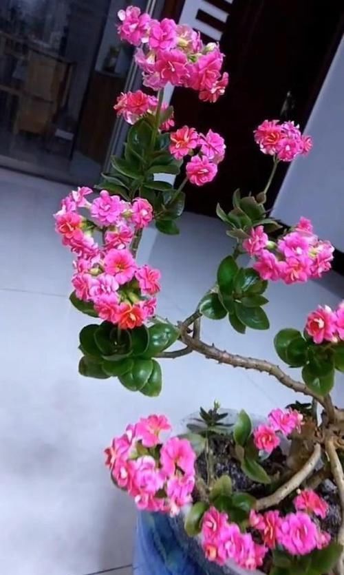 『专心』山东大姐啥也不干专心养花，爱花爱到痴迷，把长寿花养成了盆景