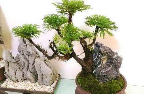  『药用价值』长在山坡峭壁，若见到请珍惜，是盆景也是药材，如今价值高