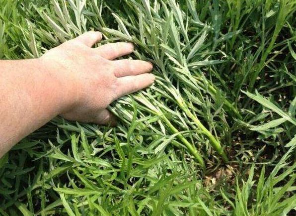  【药草】荒地里一“野草”，农村泛滥成灾，竟是珍贵药草，价值