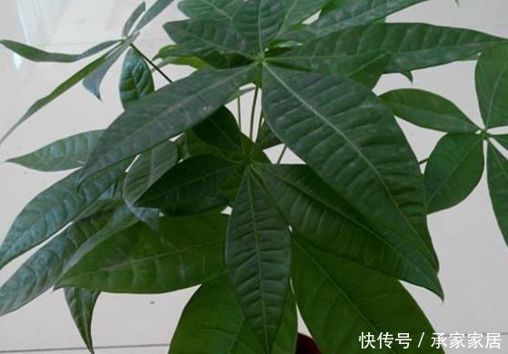  #绿萝#家里有老人和小孩就养4种花，可净化空气，吸收甲醛、灰尘！