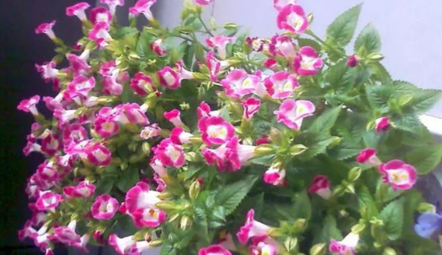  漂亮|3种花，耐旱又耐晒，越是夏天开花越旺，好养又漂亮，人见人爱！