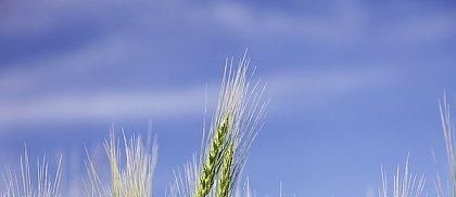 杨万里路过乡村，这首七律清新朴实，美到令人心醉