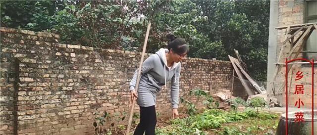  影响：红薯叶摘了之后，对红薯生长有什么影响？摘多摘少，影响大不相同