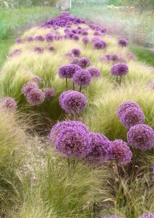  【种观赏草】别人家的花园，都流行玩“草”了！