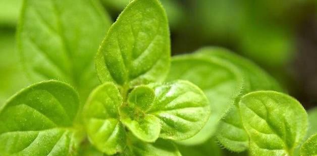  [植物]夏天到了，家里摆上4种花，蚊子“消灭干净”，晚上睡得踏实！