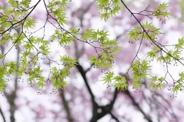 春天怎么拍才有意境？十招让您立刻开窍！