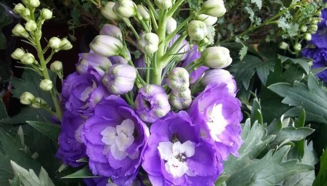  『种植』飞燕草长得很美吗？它有些什么样的特性？飞燕草的种植方法