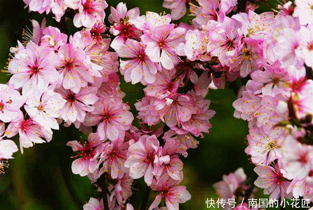 『花期』春季养1盆“郁李”,花期绽放比“桃花”还美艳,果子还能通便秘