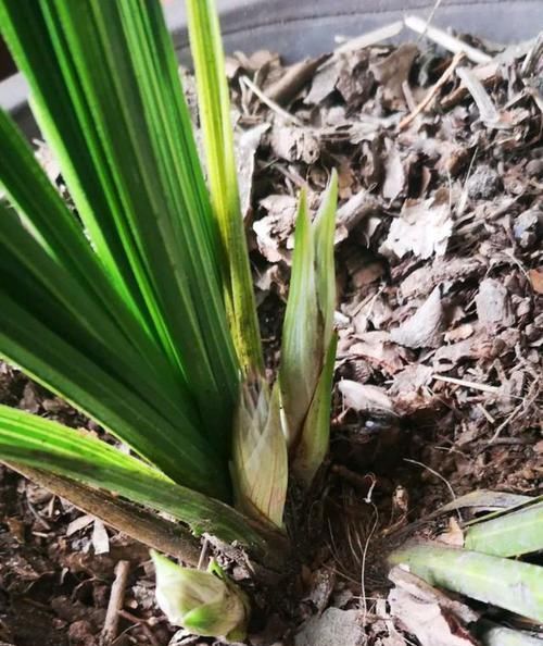  『芦头』蕙兰一苗能长几个花芽是假的？蕙兰有3个花芽需要全留还是去掉2个