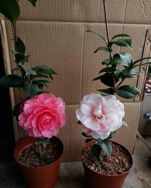  [喜欢]喜欢菊花，就养盆“菊中精品”桃山带归，似春日桃山，灿若红云