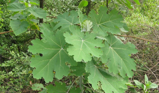  「重视」乡下一种野生植物，若遇见请重视，如今罕见不好遇，价