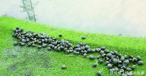  克星@福寿螺祸害浙江多地难治，村民养殖却发现其“克星”，三年