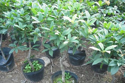 月月桂花的养殖方法和注意事项