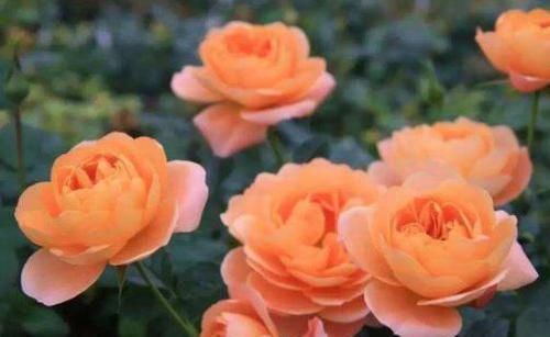  #果汁阳台#喜欢玫瑰，不如养盆“珍奇菊花”盘龙彩桂，似白玉藕粉，分外妖娆