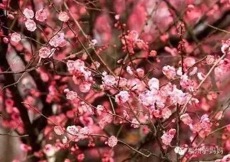 梅花开了!福州赏梅地图新鲜出炉,现在就去!