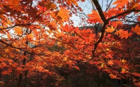 赏红叶打卡地!别错过整个秋天,这个景区,50岁以上免票!