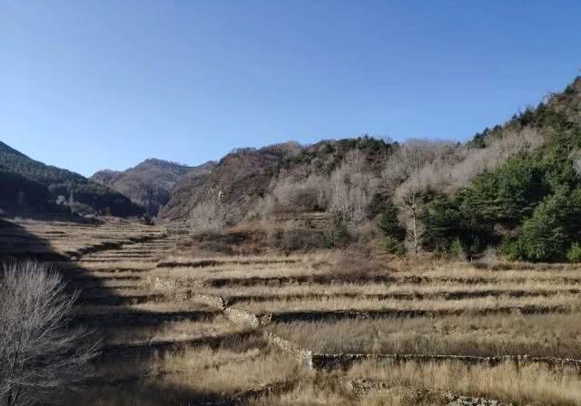 去巡山，草木白、青松翠、沙棘黄，初冬邂逅最美山色