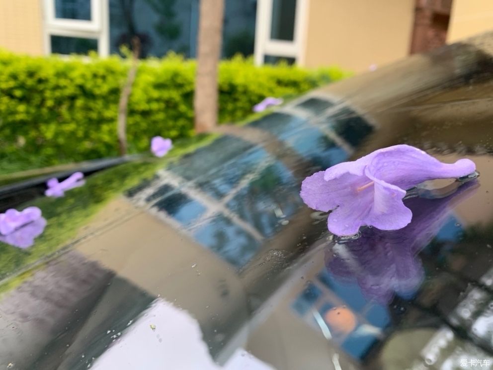 「花园」蓝花楹开了,花园的花也开了,恩特儿红,桑葚黑