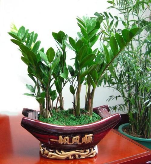  串串：金钱树“懒着养”，丢在墙角不理它，呼呼窜新芽，长成串串金钱叶