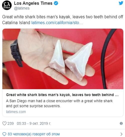 美国大白鲨袭击游客皮艇 掉落两颗牙齿 (图片)