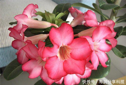 「绿萝」阳台养花选它,花期长达半年,长成老桩开花漂亮,比绿萝还好养