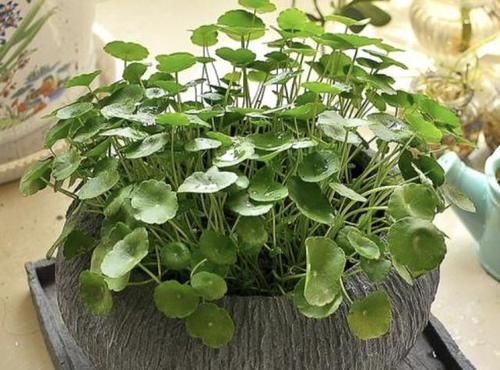 护眼■经常看手机、电脑,不妨养3种“护眼植物”,叶片翠绿、养眼!