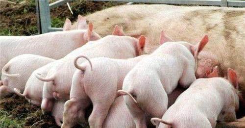 农民工回乡创业搞养殖，养点啥最赚钱呢？不是养猪！