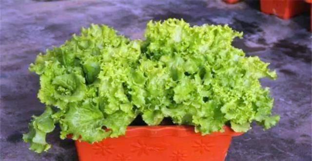 辣椒:大阳台空着浪费,不如种些蔬菜,那么又有哪些好种的盆栽蔬菜呢