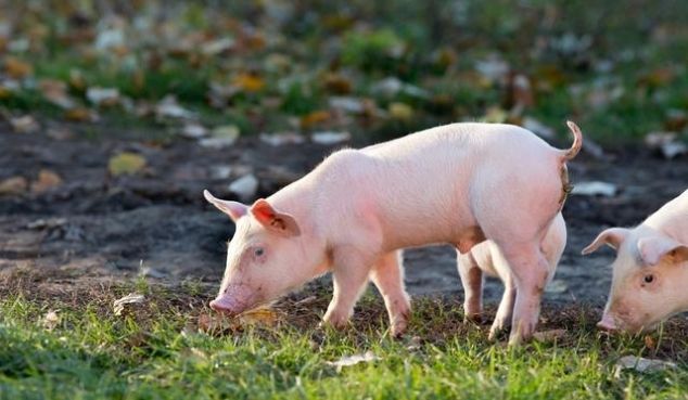  「非洲」非洲猪瘟过后，城市猪肉价格暴涨，为何农村几乎没有影