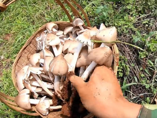 云南小伙发现一个鸡枞菌窝,一口气挖了100朵,这收获可真不少！