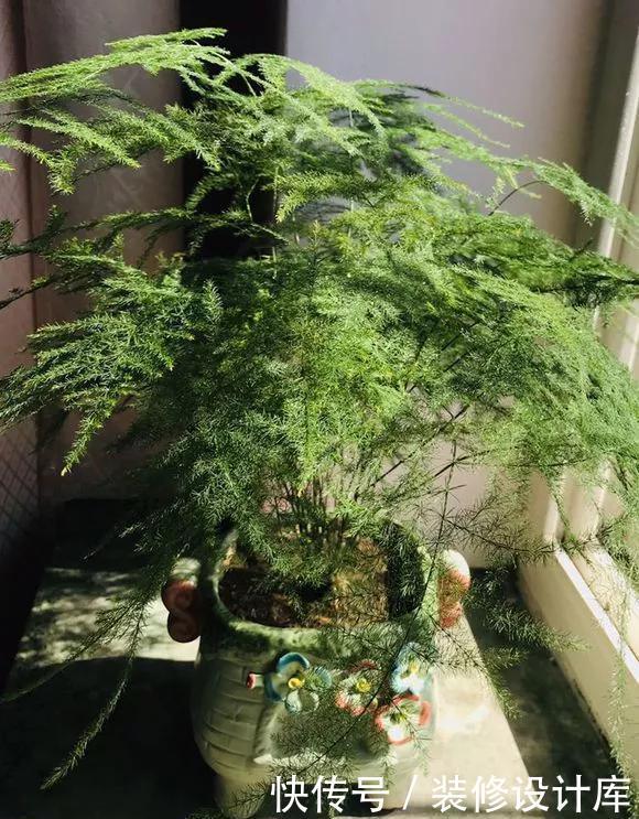 「新芽」春天文竹不冒笋,4处记得改善,做对了新芽猛窜长爆盆!