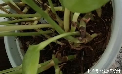  诀窍：能把绿萝养死的都是高手！想要绿萝养得好，有什么诀窍？