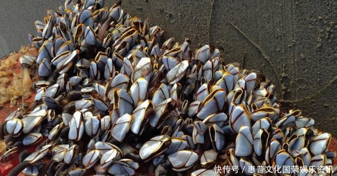  #蜘蛛#你觉得可能不存在，但世界上还真有的那些生物