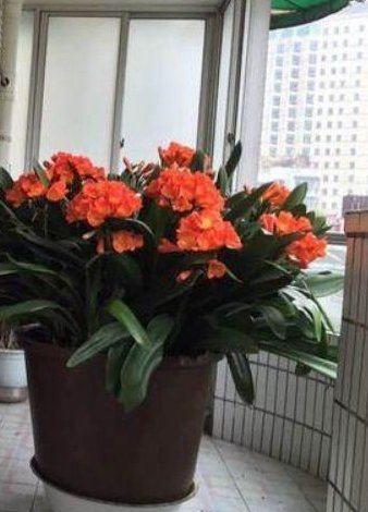  变更■给君子兰喂点“过期药”，纹路变更深，能摸到叶片的“小凸起”！