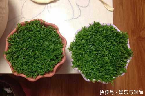 『花钱买』还在花钱买盆栽用半个火龙果,就可以种出这么漂亮的盆栽绿植!