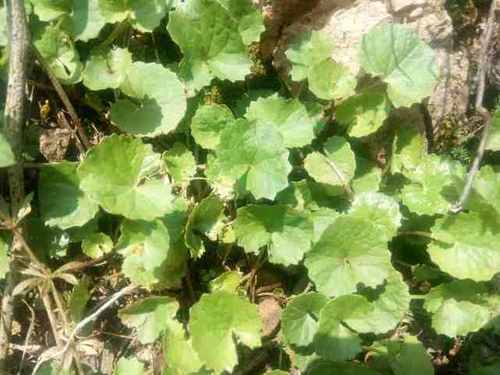 这种杂草之前在农村随处可见，现在还得20元一斤，但是很少见了