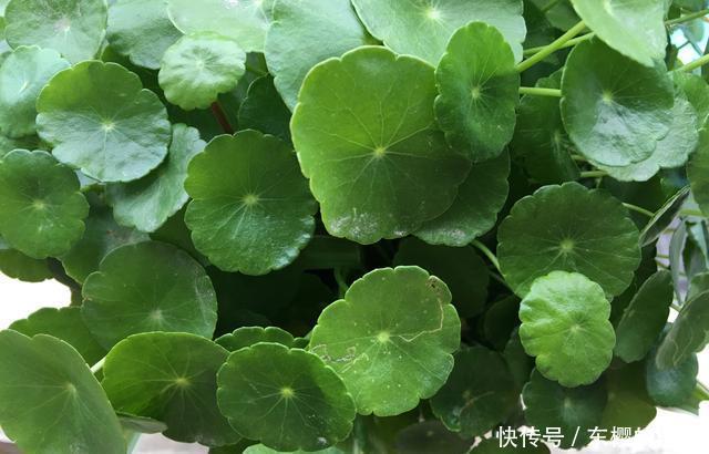  油绿■铜钱草叶子小？简单“2招”，叶油绿，越长越多，长成“小荷叶”