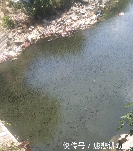  [黑压压]河面黑压压一群，都是罗非鱼，一下午钓几十斤