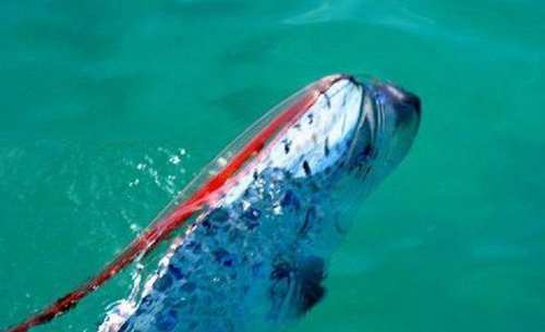 游客在海上发现深海“白龙王”，它出现常伴随着地震