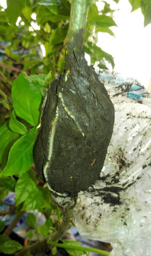 『花钱买』别只知道花钱买花,这三个方法分分钟子孙满堂,都没地下脚!
