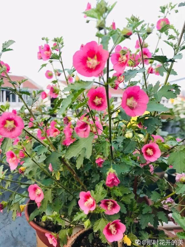 开出漂亮■阳春三月,出门踏青,原来有这么多漂亮花!