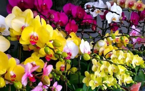  「技术员」蝴蝶兰盆栽什么时候换盆换水苔？蝴蝶兰基地技术员分享8年经验