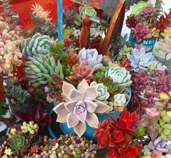 「漂亮」喜欢在家中养护漂亮的花卉,就选择3种花卉,花色艳丽,花期长